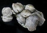 Awesome Platystrophia Brachiopod Cluster - Kentucky #23289-3